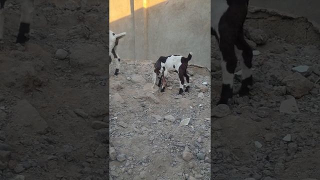 Козы пароды Битал смотреть онлайн