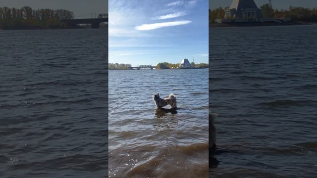 Японская Акита смотреть онлайн