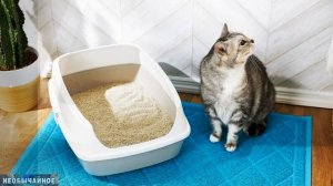 Какой Кошачий Лоток Лучше – С Решеткой или Без? ¤ НЕОБЫЧАЙНОЕ