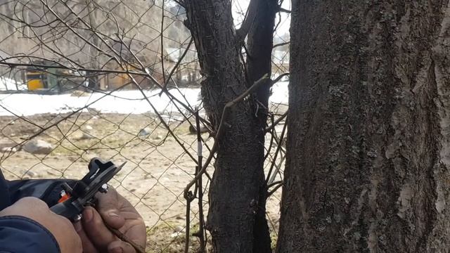 прививка абрикоса? смотреть онлайн