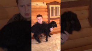 Помесь двух пород эдельбай и романовская.