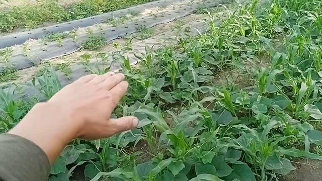 Огурцы "Шоша F1" и другие гибриды. Обзор смотреть онлайн