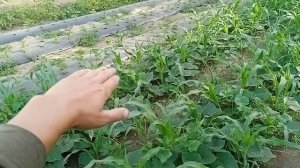 Огурцы «Шоша F1» и другие гибриды. Обзор