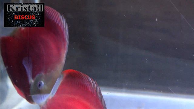 Новое поступление дискусов №2 смотреть онлайн