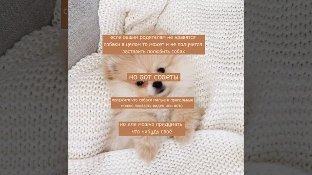 можно мне собаку | советы как уговорить родителей купить тебе собаку!!! | wantdog смотреть онлайн