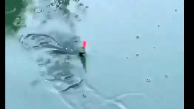 Как поймать крупного карася? На что клюет крупный карась? смотреть онлайн