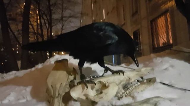 Ворон в аренду. Череп в аренду смотреть онлайн