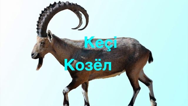 Изучаем турецкий язык | Животные на турецком языке смотреть онлайн