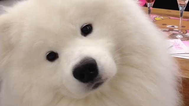 Самоед машет головой смотреть онлайн