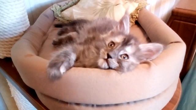 Чёрная дымная черепаховая кошечка мейн кун смотреть онлайн