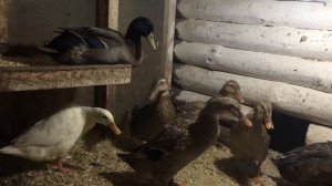 Утки Бегунки несутся зимой/ Кто скажет, что это не утка несушка.