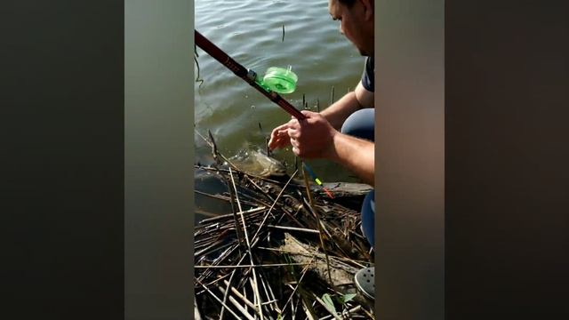 Ловля Амура смотреть онлайн