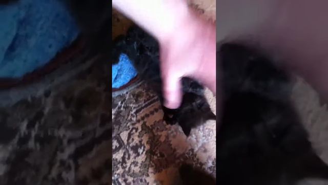 Котенок мейн-кун (nicevoice.ru) смотреть онлайн