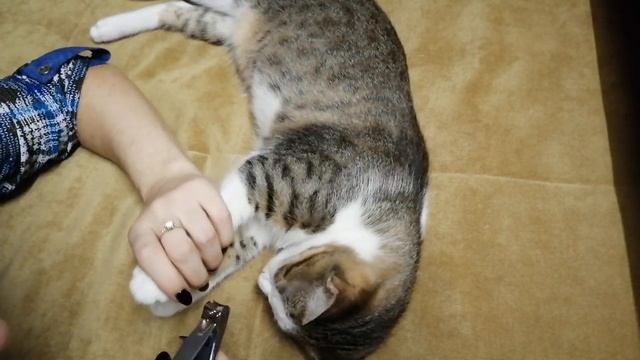 Как стричь когти? смотреть онлайн