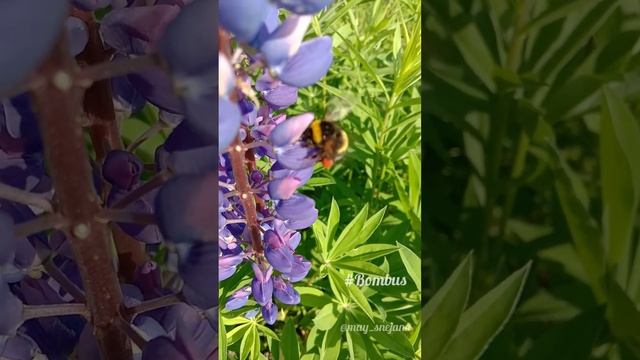 Когда не можешь определиться с выбором или Неугомонный шмель) :) #красотаприроды #bombus смотреть онлайн