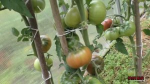 СЛАДЧАЙШИЕ ПЛОДЫ ТОМАТА БИЗОН ЧЁРНЫЙ