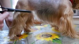 Стрижка йорка машинкой BAORUN P6