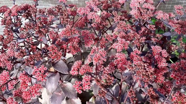 Цветы в осеннем саду Унылая пора или Очей очарованье смотреть онлайн