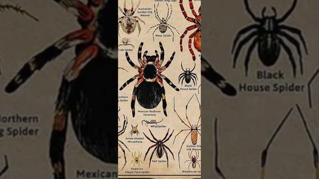 types of spiders part 9 смотреть онлайн