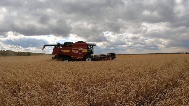 Уборка пшеницы Айна в Карабалыкской СХОС смотреть онлайн