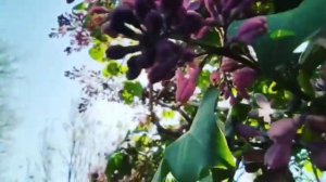 Аль-Фирдаус | Обещанный рай Аллаха | изучай Ислам