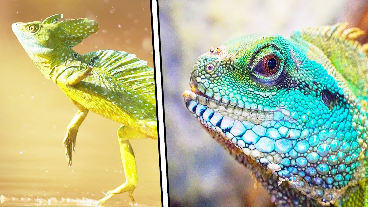 Интересные факты про ящериц смотреть онлайн