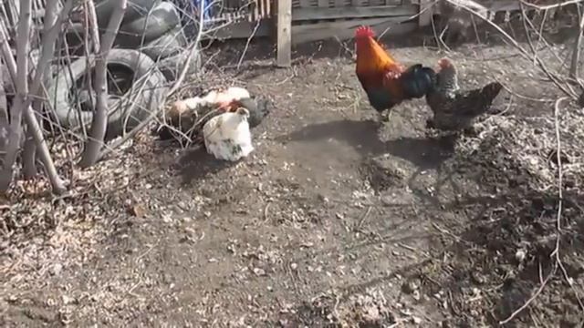 Куры/ Птицеводство/ Подсобное хозяйство куры/ Куры на прогулке/ Куры на даче