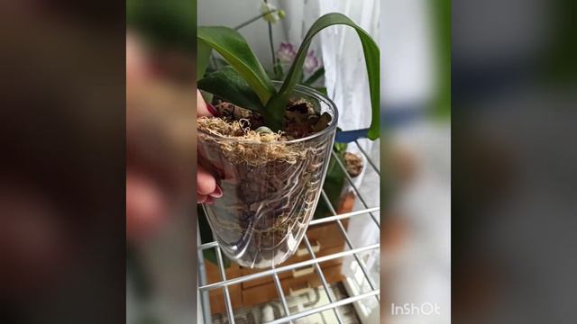 ОРХИДЕИ ПОДРОСТКИ В ЗАКРЫТОЙ СИСТЕМЕ. смотреть онлайн