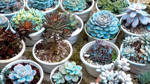 HANGING SUCCULENTS AND POTTED SUCCULENTS GIVEAWAY || Sedum Clavatum And Other Succulent Propagation