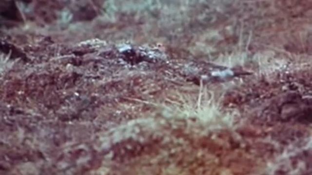 Лето на Колгуеве, 1985 смотреть онлайн