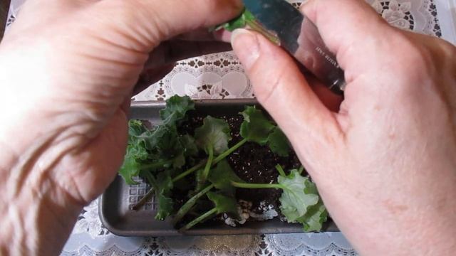 Болезни фиалок.Фузариоз.Описание болезни,ее причины и последствия. смотреть онлайн