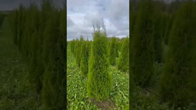 Смарагд 2 метра высота. смотреть онлайн
