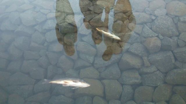 Разведение дохлой рыбы в аквариуме. Breeding of dead fish. смотреть онлайн