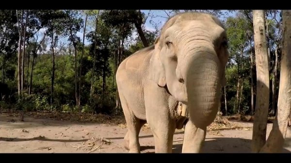 Путешествие в заграницу  GoPro HERO 4 _ AMAZING THAILAND TRIP _ Travel