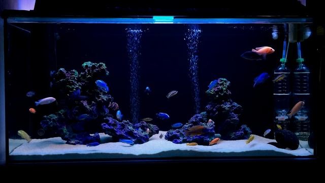 Африканские цихлиды. African cichlids. malawi aquarium ~140gallon tank. смотреть онлайн