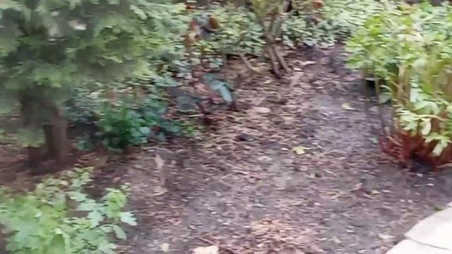 Сад, шашлык, харчо.