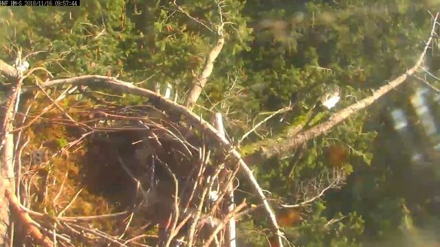 HWF Harrison Mills South Eagle Cam смотреть онлайн