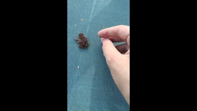 как отличить жабу от лягушки? смотреть онлайн