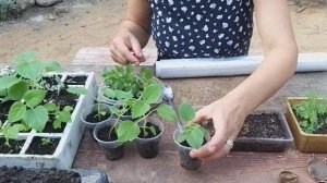 Как вырастить павловнию и катальпу из семян