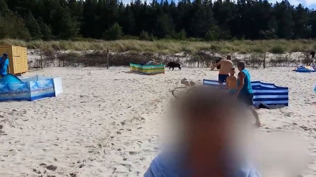 Кабан вышел из моря и напал на людей смотреть онлайн