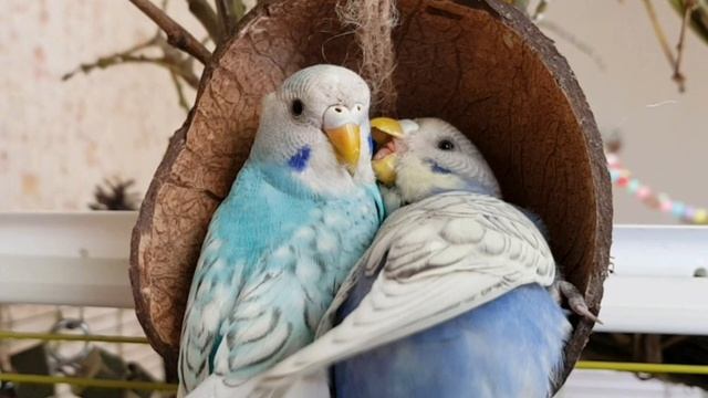 ПЕНИЕ ЛЕСНЫХ ПТИЦ. УРОК 8. УЧИМ ПОПУГАЯ ПЕТЬ КРАСИВЫЕ ТРЕЛИ! смотреть онлайн