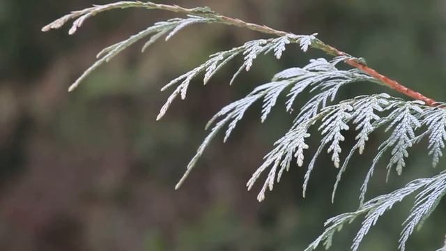 Pacific redcedar / Туя складчатая / Thuja plicata смотреть онлайн