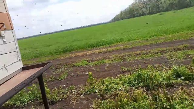 Кочёвка на белой акации, сколько принесли за три дня. смотреть онлайн