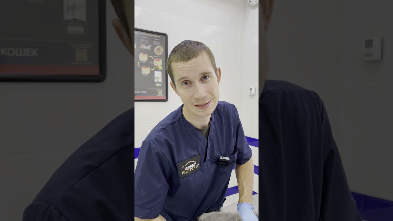 ЗАПОР У КОТА | поможем? #shorts #ветеринария #ветеринарнаяклиника #животные #кот смотреть онлайн