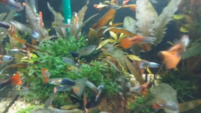Моносолениум и другие растения. Аквариум 60 литров. СО2 в аквариуме с гуппи. смотреть онлайн