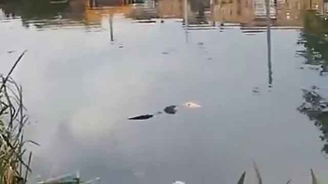 ОБЕД ОНДАТРЫ смотреть онлайн