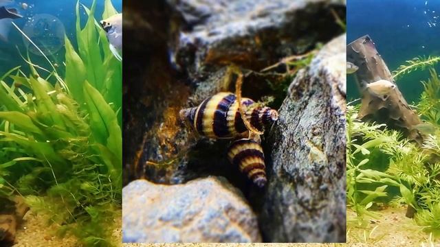 TOP 5 CARACOLES PARA ACUARIOS DE AGUA DULCE смотреть онлайн