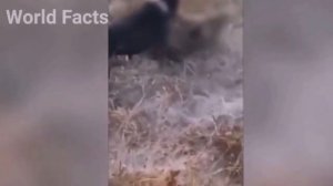 КАНГАЛ ПРОТИВ ВОЛКА!🔥 Волчья стая напала на овец … НОВАЯ ПОДБОРКА 2023.