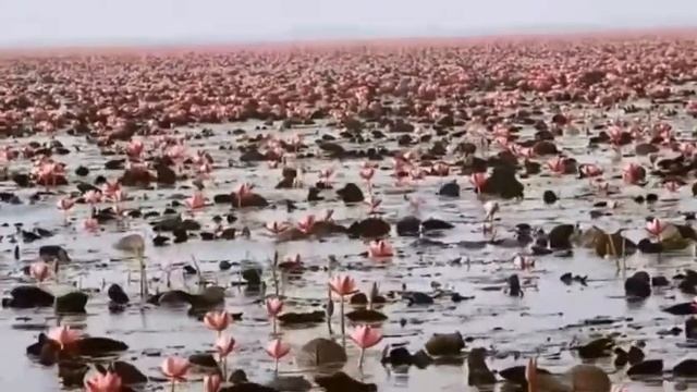 Необычайно красивое озеро. Озеро красных лотосов в Таиланде. смотреть онлайн