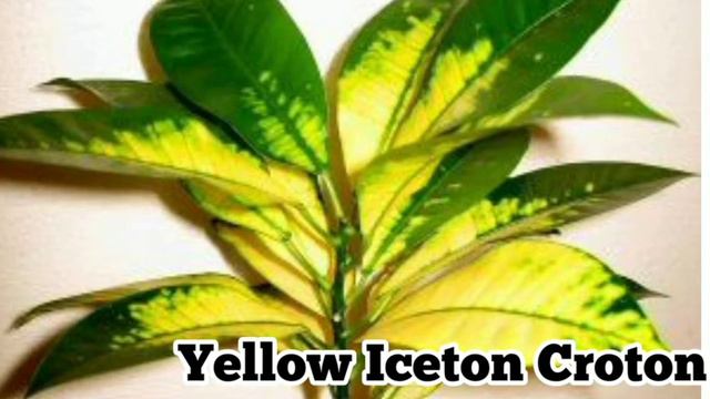 20+ Croton Varieties with names || Different types of Croton plants смотреть онлайн
